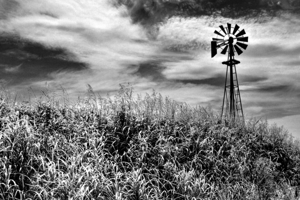 Timeless Monochrome Art: The Power of Black, White, and Everything In Between